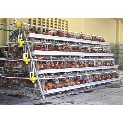 160 pájaros que cultivan gallinas de la jaula de batería con el circuito de agua automático