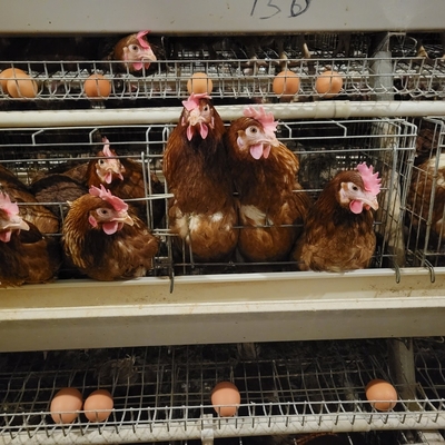 Batería de metal de la capa animal de la jaula de gallinas para poner huevos de gallinas