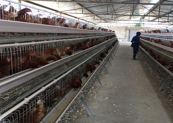 Huevo PVOC capa Jaulas de pollo para 2000 aves Construcción de granjas avícolas