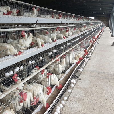 Galfan alambre de la casa de aves de corral capa de la jaula de gallinas para poner huevos
