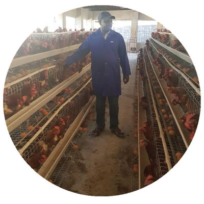 La avicultura de la capa un tipo jaula del pollo galvanizó automático