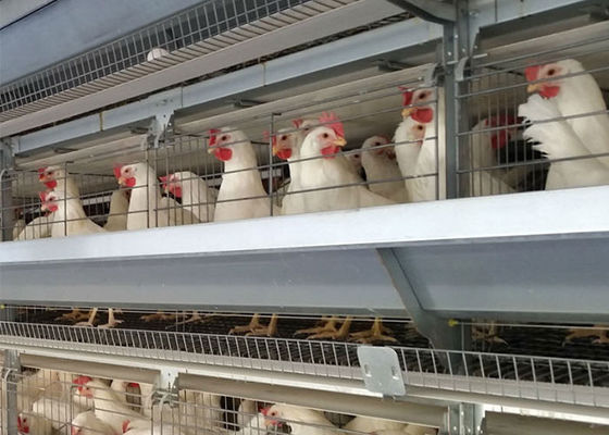 Un tipo 96 jaula galvanizada de la colocación de huevo de gallinas de los pájaros para el cultivo de la capa