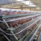 Avicultura jaula del pollo de 3 gradas que pone la malla de alambre de acero de los huevos Q235