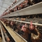 Jaula de pollo galvanizado automático tipo H para granjas avícolas