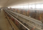 Cajadas de capas automatizadas de las granjas de pollos de 3 y 4 niveles para aves de corral