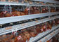 Las granjas mecanografían las jaulas de una avicultura, gradas de las jaulas 3 - 4 del pollo del alambre