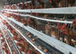 4 tipo jaula de la capacidad H de las gradas 128 del pollo de la capa para la granja de pollo comercial