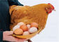 La avicultura de la capa un tipo jaula del pollo galvanizó automático