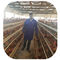Pájaros de la capacidad 96-160 de las gradas de la jaula 3/4 del pollo del gallinero de pollo de alta calidad en Tanzania
