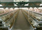 Jaulas automáticas del pollo de las aves de corral de la granja de batería Q235