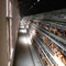 Jaula automática animal comercial de la capa del pollo para el equipo de granja avícola
