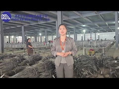 Introducción y exhibición en el taller de malla de barrera antitanque