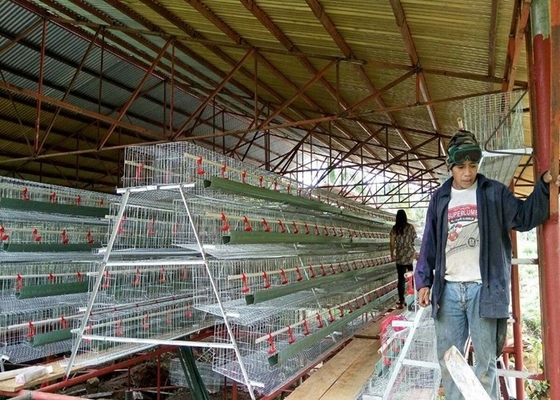 jaulas de las ponedoras de la jaula de la capa de la granja avícola 500-1000birds	Alta rigidez