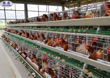 La jaula del pollo de la capa del huevo/las ponedoras galvanizadas de huevo cultiva 3 años de garantía