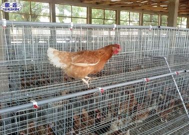 Las jaulas grandes del pollo de las aves de corral, aves de corral acodan la superficie galvanizada diseño de la jaula