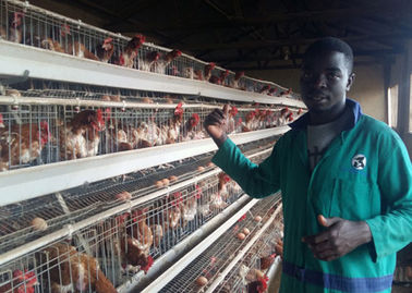 El cultivo del pollo de las aves de corral enjaula la jaula automática de la capa del pollo con larga vida