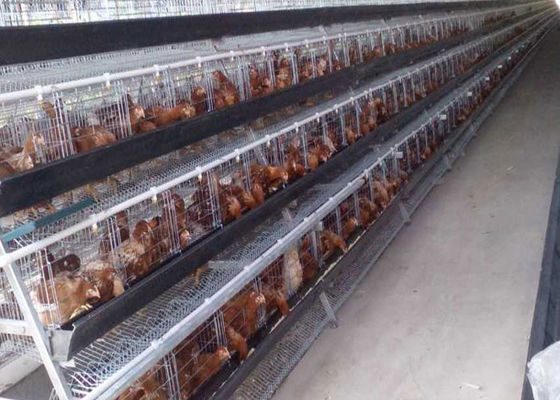2.8m m animales galvanizados jaula de la granja avícola de 4 gradas