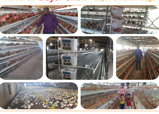 Pájaros galvanizados espaciosos robustos de la jaula 128 del pollo de la capa para la cría de la granja avícola