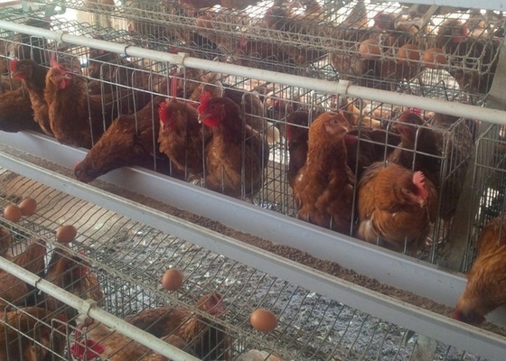 La jaula automática de las aves de corral de 120 pájaros galvanizó la capacidad grande para la granja avícola