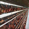 Batería de aves de corral de gallinas ponedoras de granja de huevos de jaula de pollo de capa automática de 3 niveles A