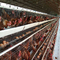 Jaula de pollo de 160 capas de cría galvanizada automática tipo 4 aves de corral de gradas