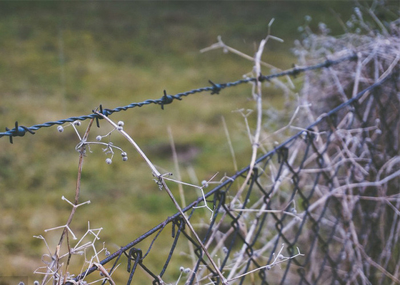 Protección de la granja PVC revestido / galvanizado de alambre de púas