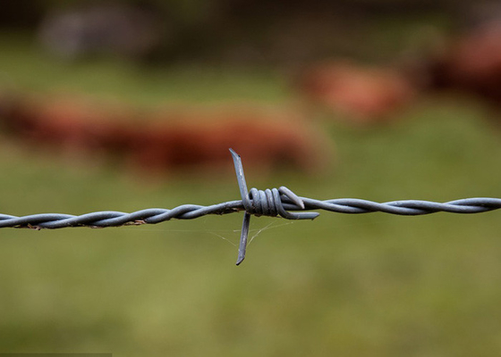 Envases de acero galvanizado de doble trenzado de alambre de púas