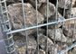 50 x 100m m galvanizaron la malla soldada con autógena Gabion/pared de piedra soldada con autógena de la jaula
