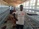 Alimentador del pollo de las jaulas de batería del pollo de la capa Q235 para las granjas avícolas