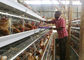 La jaula de batería de la capa del pollo de la grada de la granja 4 de Tanzania, aves de corral enjaula el sistema