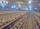A / H mecanografía la jaula del pollo de la capa con el sistema automático para el equipo de la avicultura
