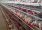 4 gradas automáticas 128 jaulas del pollo de las aves de corral de los pájaros
