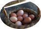 Las gradas del huevo 4 de la batería acodan la jaula del pollo con el alimentador