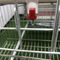 La capa de consumición automática del pollo del circuito de agua enjaula para la granja avícola