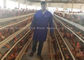 El tipo A galvanizó las 96 jaulas automáticas del pollo de las aves de corral para las capas
