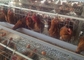 Pájaros galvanizados espaciosos robustos de la jaula 128 del pollo de la capa para la cría de la granja avícola