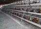La jaula automática de las aves de corral de 120 pájaros galvanizó la capacidad grande para la granja avícola