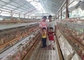 El tipo de H galvanizó la jaula automática del pollo del laer de la granja avícola del bettery para el mercado de Suráfrica