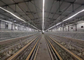 Las aves de corral galvanizadas 3/4 gradas acodan el sistema automático de la jaula del pollo